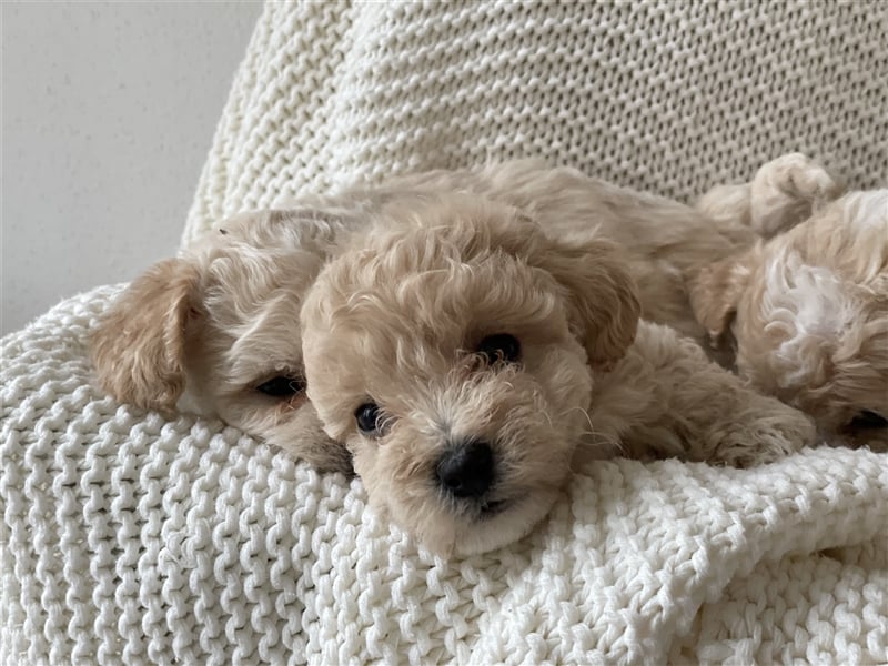 Traumhafte Maltipoo Welpen F1 Malteser Pudel