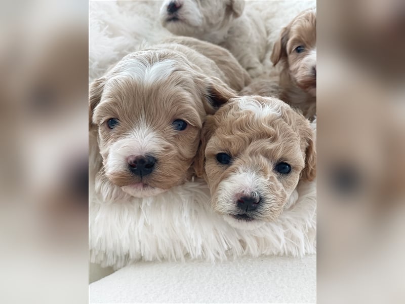 Traumhafte Maltipoo Welpen F1 Malteser Pudel