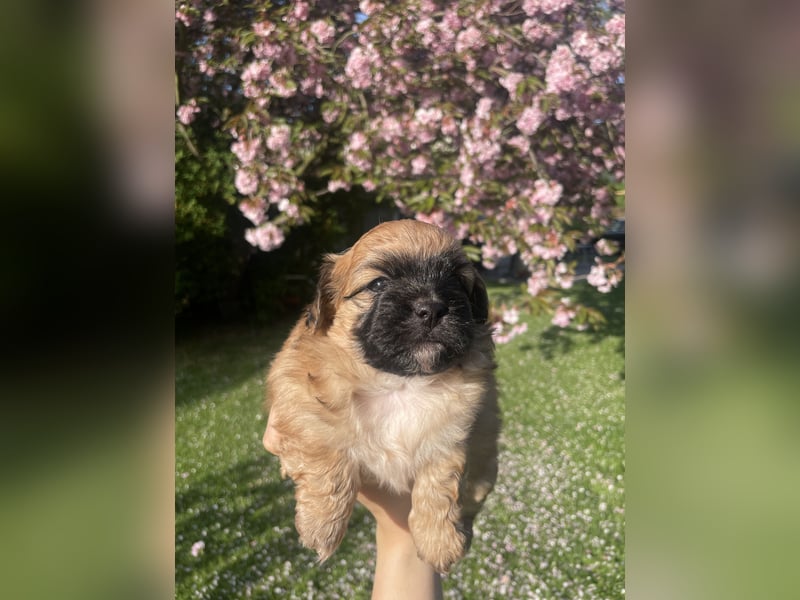 Maltipoo-Baumwollhund-Mischlinge