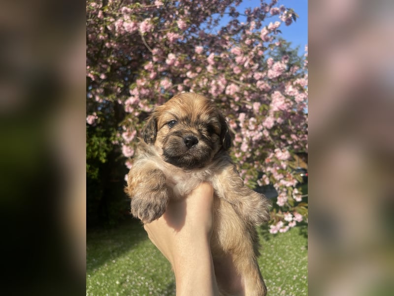 Maltipoo-Baumwollhund-Mischlinge
