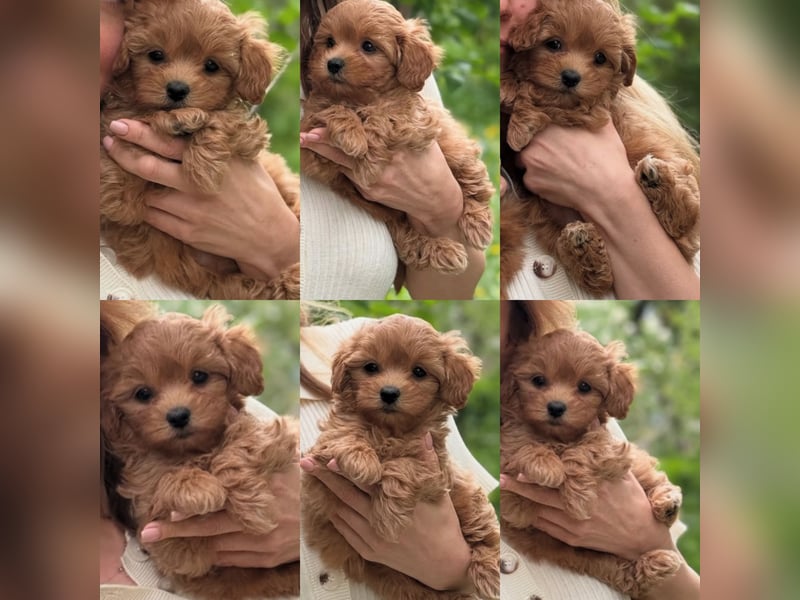 Maltipoo Welpen 10 Wochen