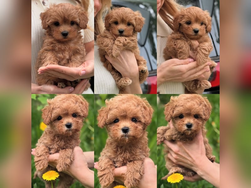 Maltipoo Welpen 10 Wochen