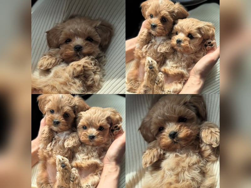Maltipoo Welpen 10 Wochen