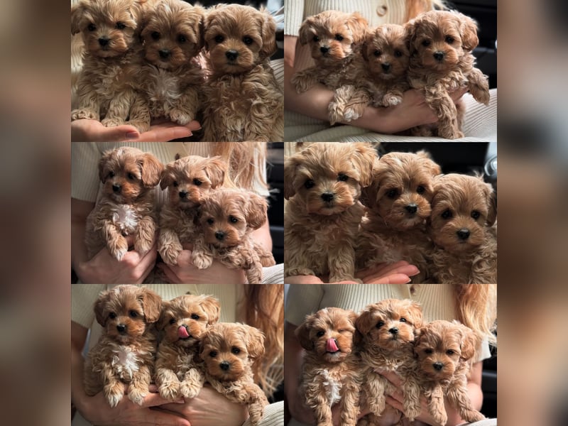 Maltipoo Welpen 10 Wochen