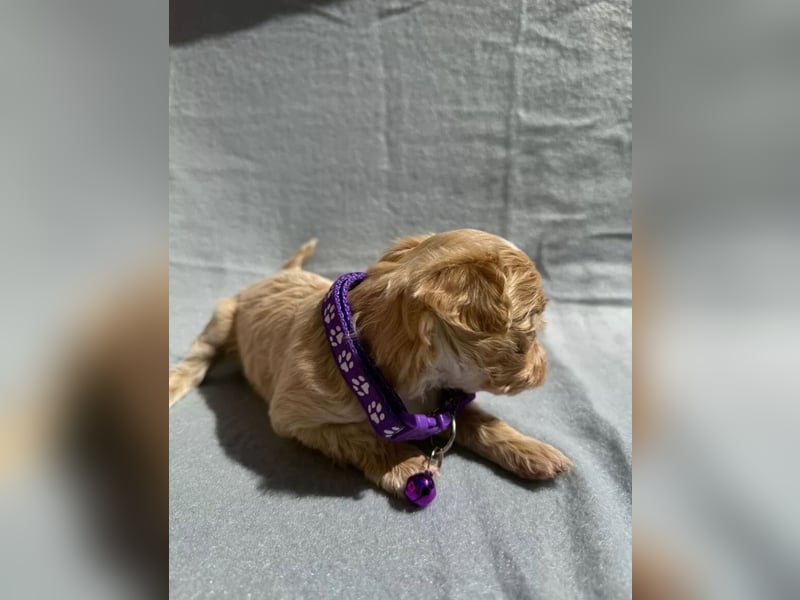 Hündin, lila halsband