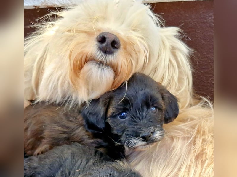 Maltipoo