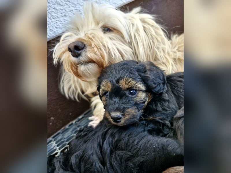 Maltipoo