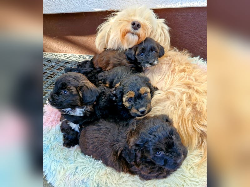 Maltipoo