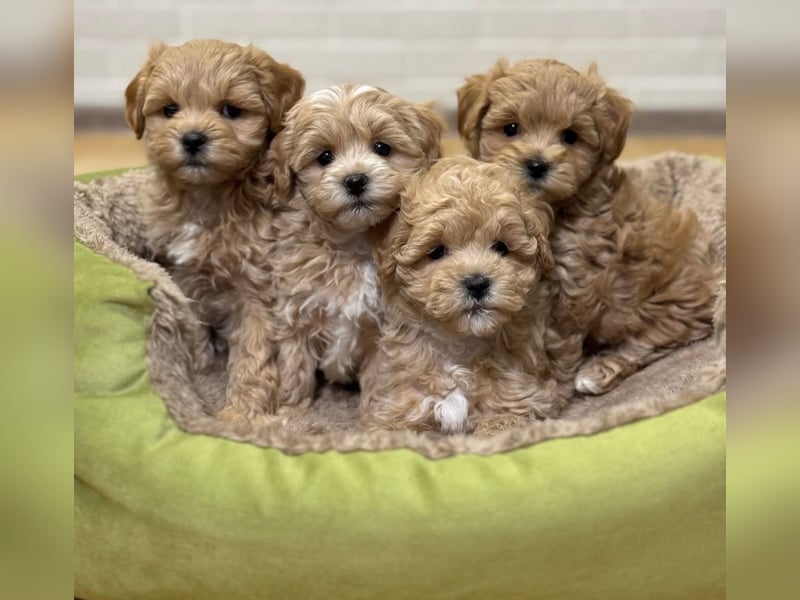 Maltipoo Welpen