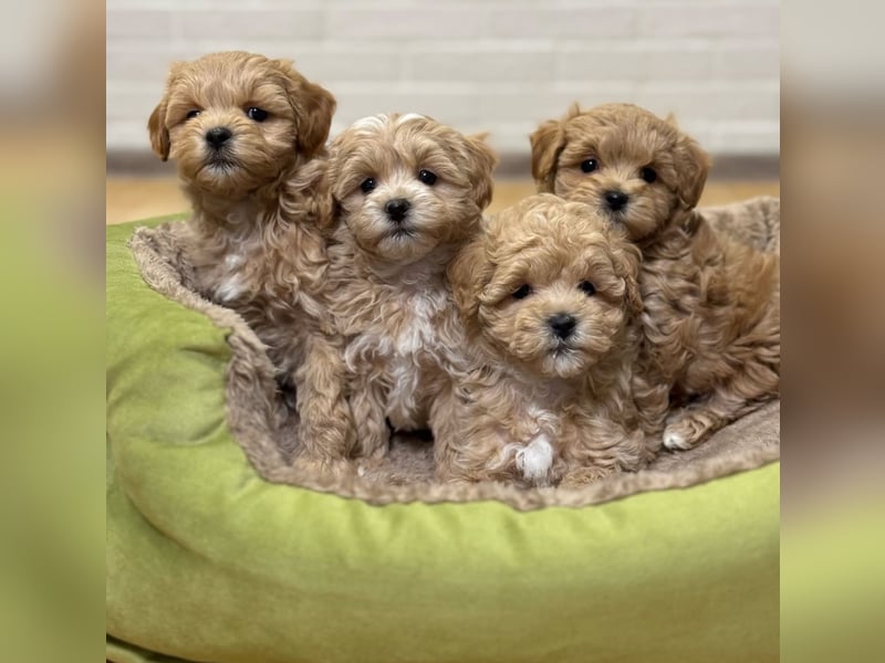 Maltipoo Welpen
