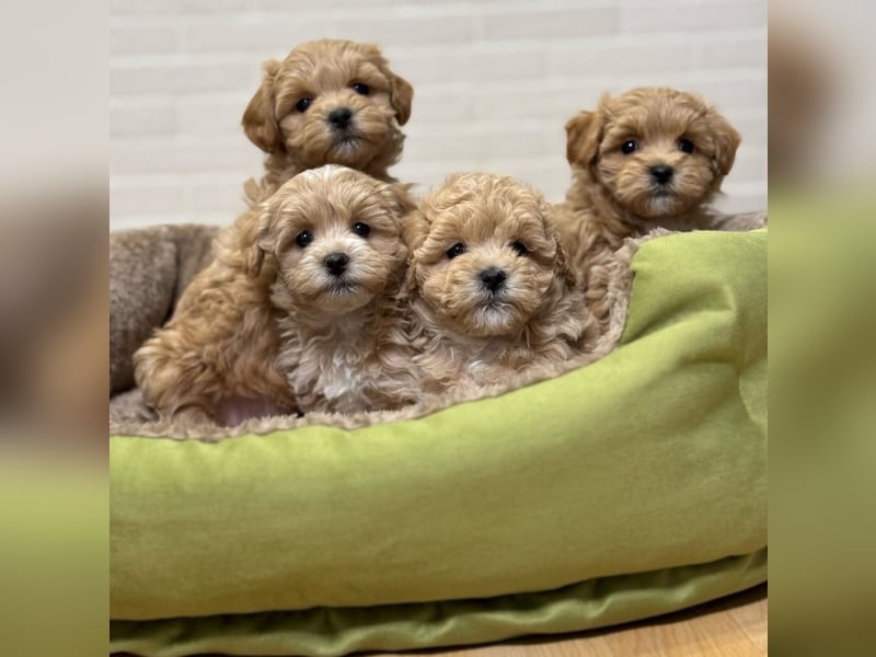 Maltipoo Welpen