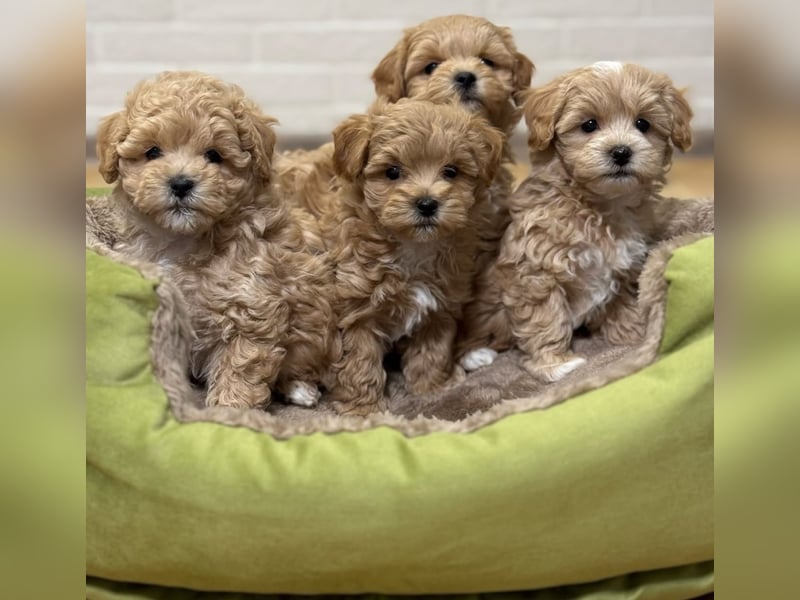 Maltipoo Welpen