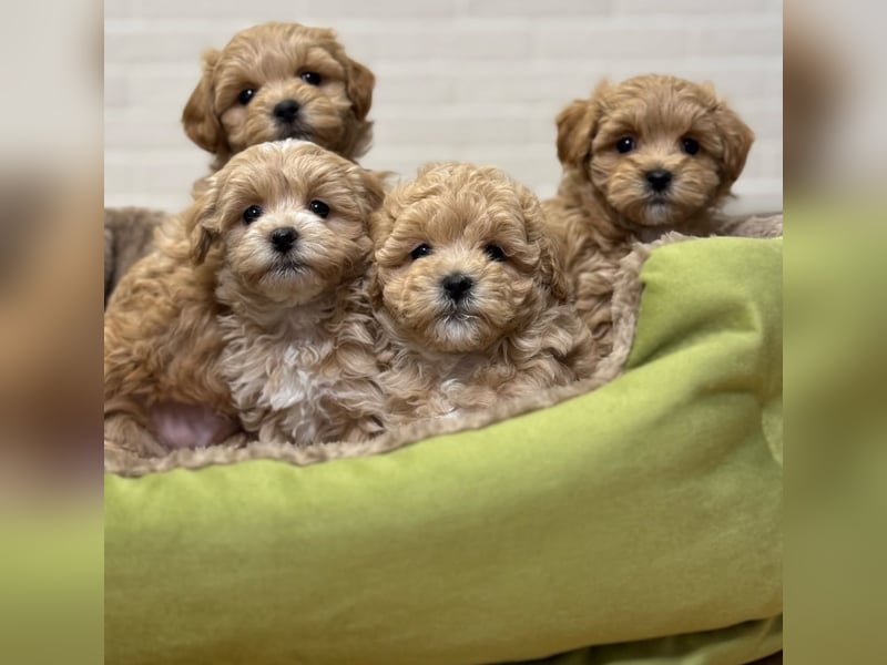 Maltipoo Welpen