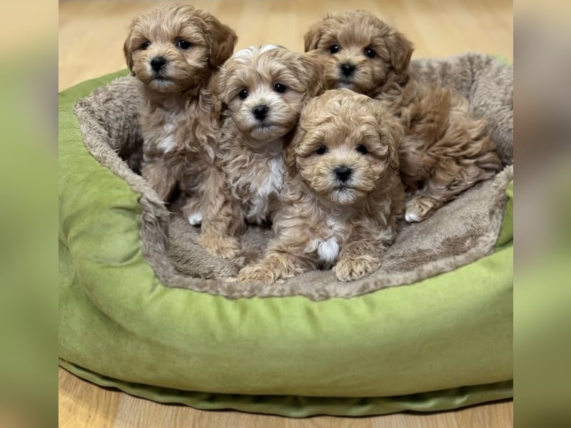 Maltipoo Welpen