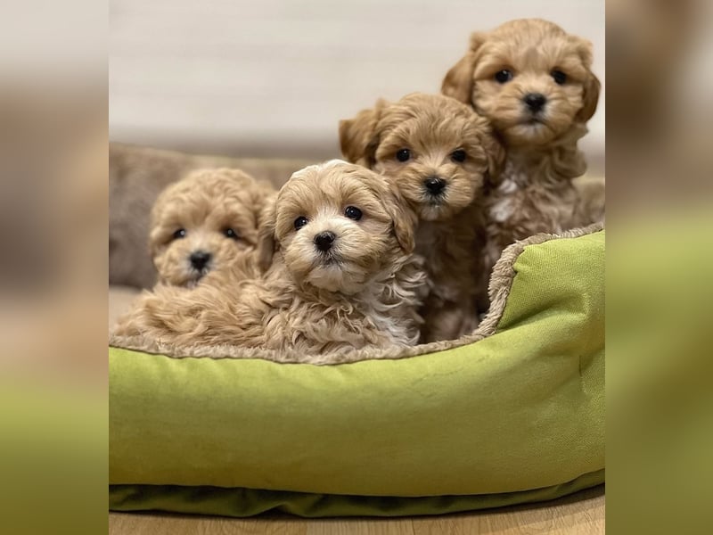 Maltipoo Welpen
