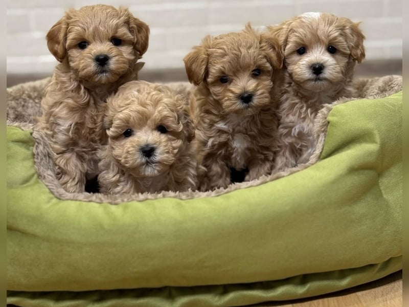 Maltipoo Welpen
