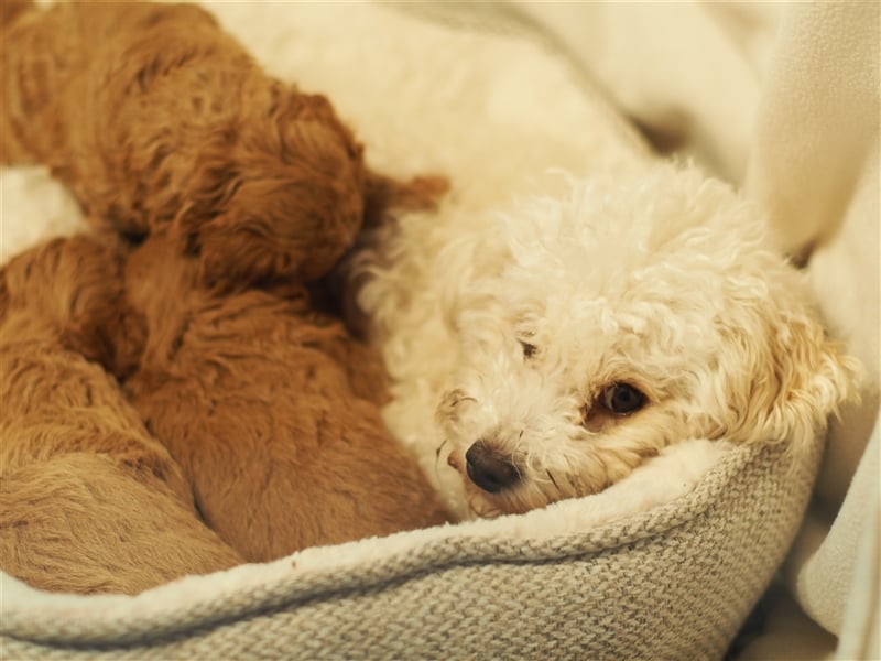Bollipoo Welpen - wie aus dem Bilderbuch /Bolonka x Zwergpudel ähnlich Maltipoo,Toy Pudel,Kleinpudel