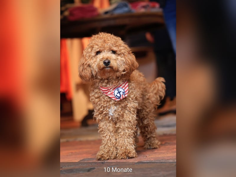 Bollipoo Welpen - wie aus dem Bilderbuch /Bolonka x Zwergpudel ähnlich Maltipoo,Toy Pudel,Kleinpudel