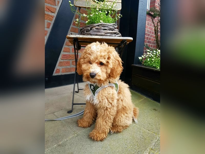 Bollipoo Welpen - wie aus dem Bilderbuch /Bolonka x Zwergpudel ähnlich Maltipoo,Toy Pudel,Kleinpudel