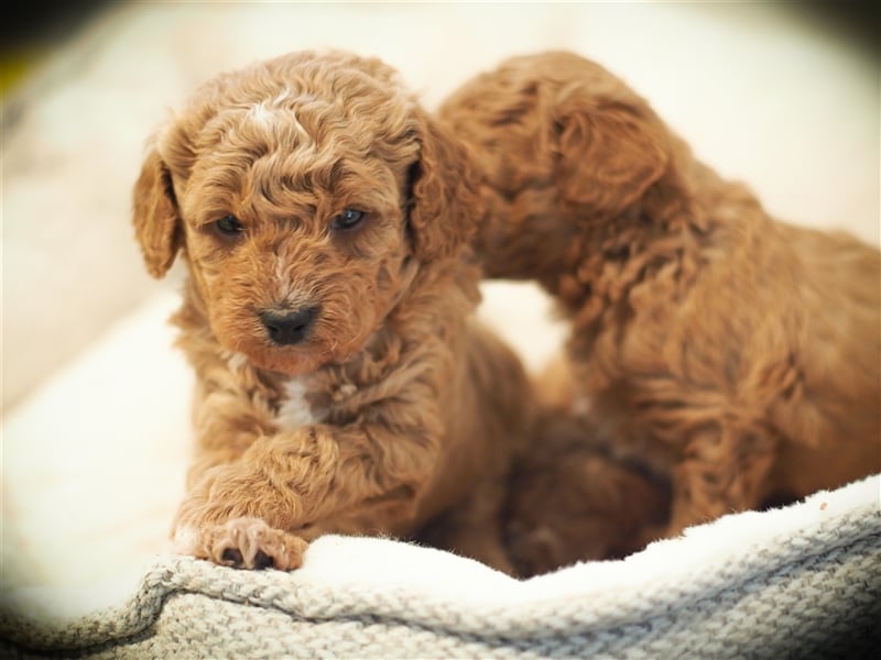 Bollipoo Welpen - wie aus dem Bilderbuch /Bolonka x Zwergpudel ähnlich Maltipoo,Toy Pudel,Kleinpudel
