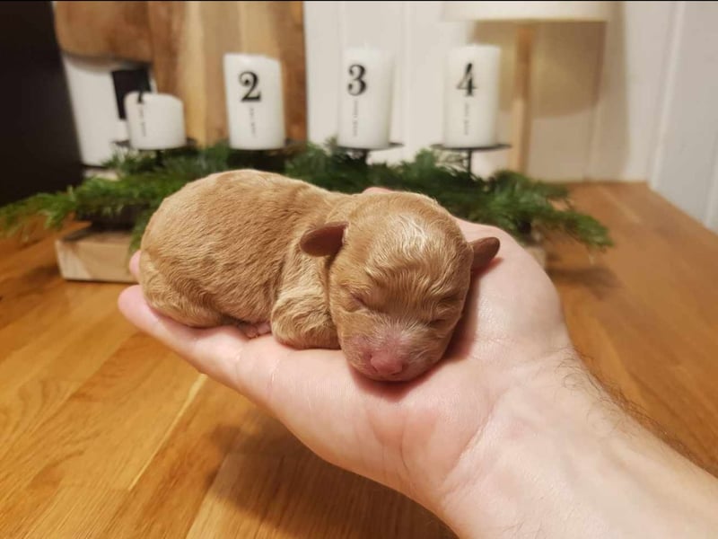 Bollipoo Welpen - wie aus dem Bilderbuch /Bolonka x Zwergpudel ähnlich Maltipoo,Toy Pudel,Kleinpudel