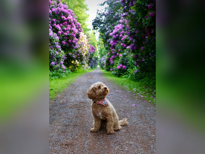 Bollipoo Welpen - wie aus dem Bilderbuch /Bolonka x Zwergpudel ähnlich Maltipoo,Toy Pudel,Kleinpudel