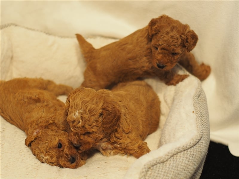 Bollipoo Welpen - wie aus dem Bilderbuch /Bolonka x Zwergpudel ähnlich Maltipoo,Toy Pudel,Kleinpudel