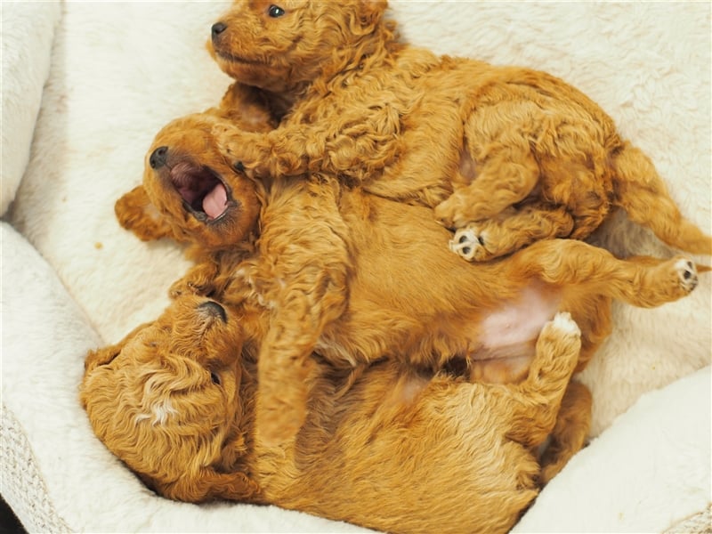 Bollipoo Welpen - wie aus dem Bilderbuch /Bolonka x Zwergpudel ähnlich Maltipoo,Toy Pudel,Kleinpudel