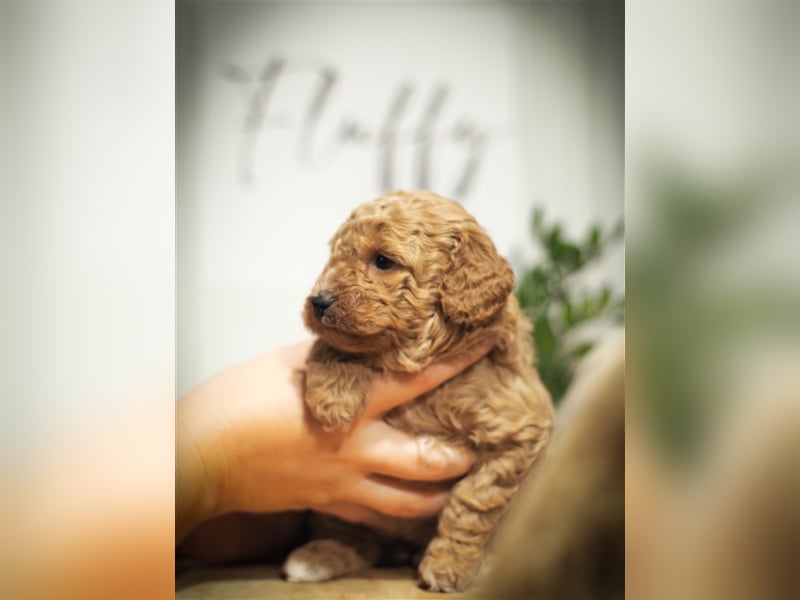 Bollipoo Welpen - wie aus dem Bilderbuch /Bolonka x Zwergpudel ähnlich Maltipoo,Toy Pudel,Kleinpudel