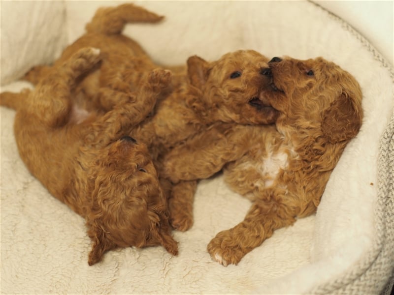 Bollipoo Welpen - wie aus dem Bilderbuch /Bolonka x Zwergpudel ähnlich Maltipoo,Toy Pudel,Kleinpudel