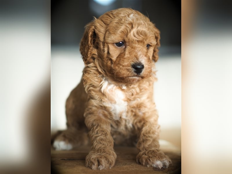 Bollipoo Welpen - wie aus dem Bilderbuch /Bolonka x Zwergpudel ähnlich Maltipoo,Toy Pudel,Kleinpudel