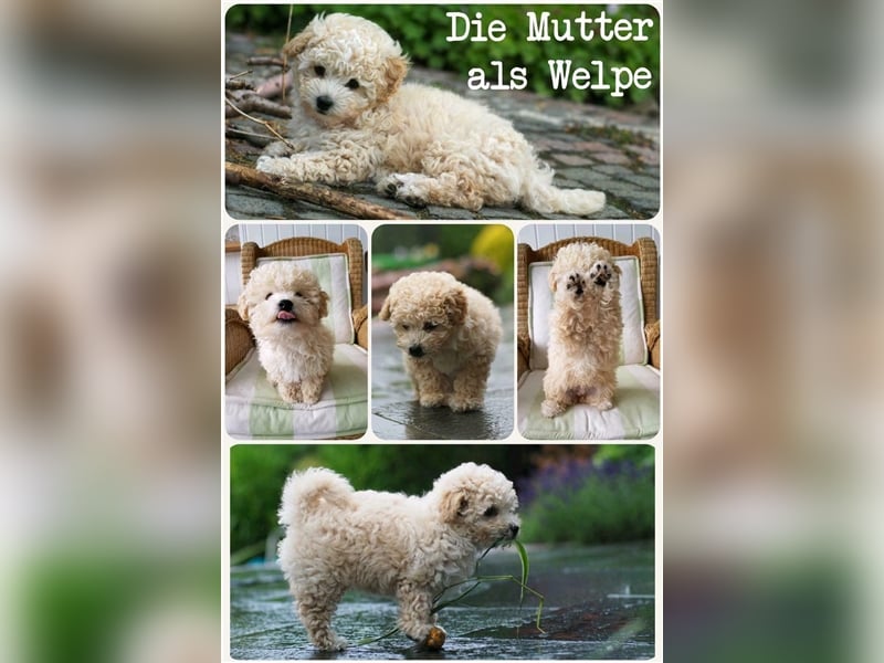 Bollipoo Welpen - wie aus dem Bilderbuch /Bolonka x Zwergpudel ähnlich Maltipoo,Toy Pudel,Kleinpudel