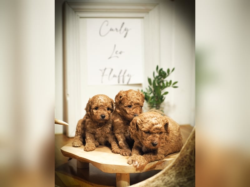 Bollipoo Welpen - wie aus dem Bilderbuch /Bolonka x Zwergpudel ähnlich Maltipoo,Toy Pudel,Kleinpudel