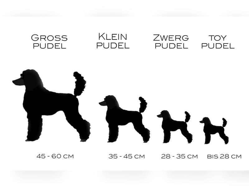 Bollipoo Welpen - wie aus dem Bilderbuch /Bolonka x Zwergpudel ähnlich Maltipoo,Toy Pudel,Kleinpudel