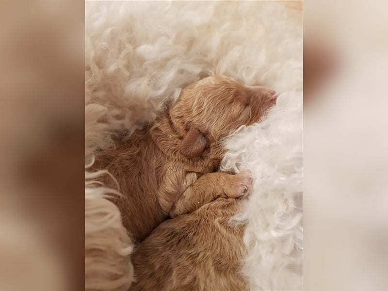 Bollipoo Welpen - wie aus dem Bilderbuch /Bolonka x Zwergpudel ähnlich Maltipoo,Toy Pudel,Kleinpudel