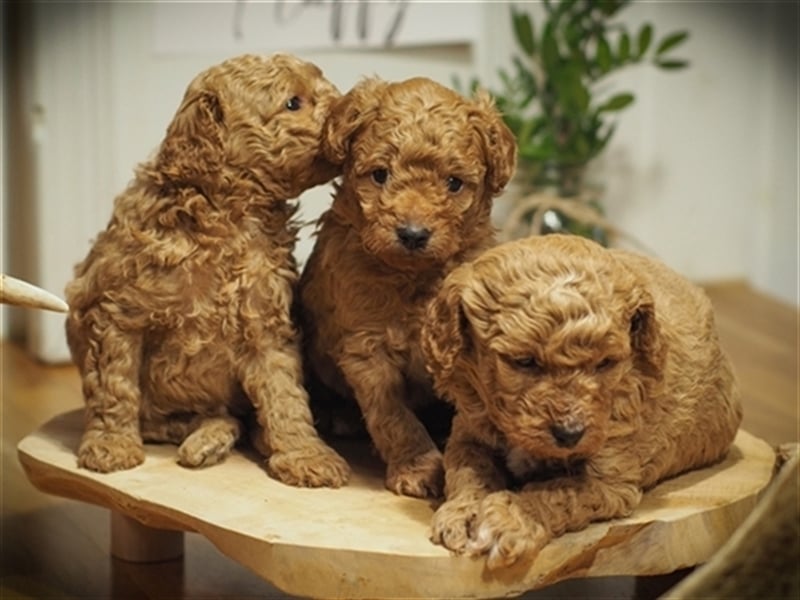 Bollipoo Welpen - wie aus dem Bilderbuch /Bolonka x Zwergpudel ähnlich Maltipoo,Toy Pudel,Kleinpudel