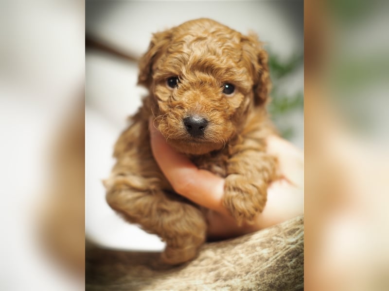 Bollipoo Welpen - wie aus dem Bilderbuch /Bolonka x Zwergpudel ähnlich Maltipoo,Toy Pudel,Kleinpudel