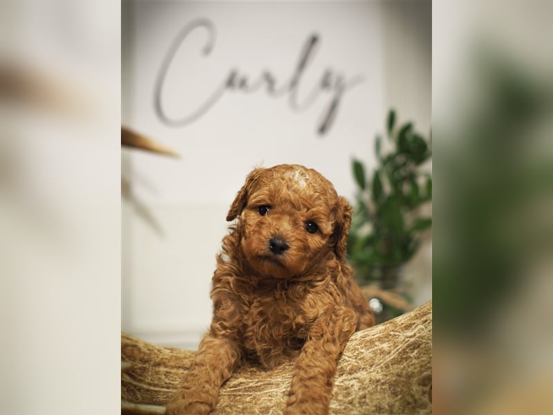 Bollipoo Welpen - wie aus dem Bilderbuch /Bolonka x Zwergpudel ähnlich Maltipoo,Toy Pudel,Kleinpudel