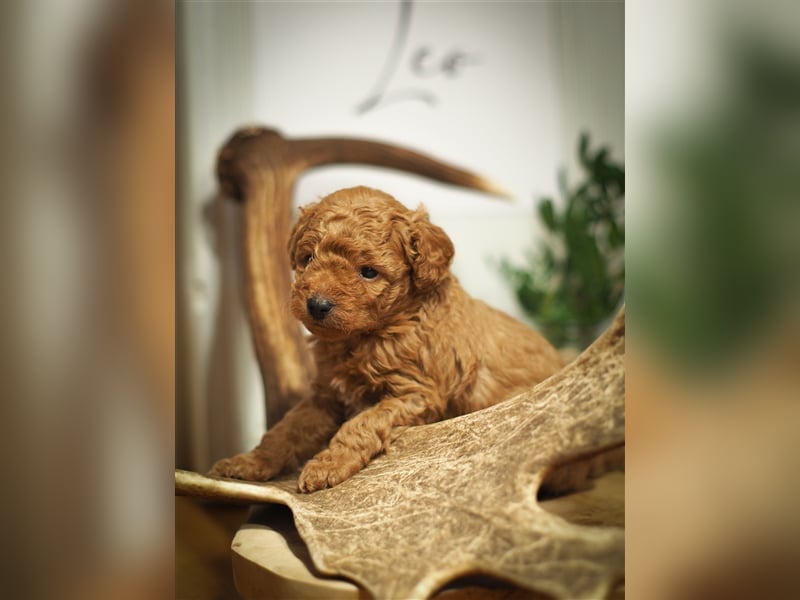 Bollipoo Welpen - wie aus dem Bilderbuch /Bolonka x Zwergpudel ähnlich Maltipoo,Toy Pudel,Kleinpudel