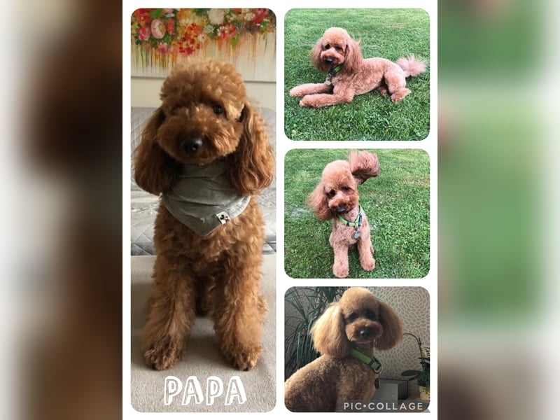 Bollipoo Welpen - wie aus dem Bilderbuch /Bolonka x Zwergpudel ähnlich Maltipoo,Toy Pudel,Kleinpudel