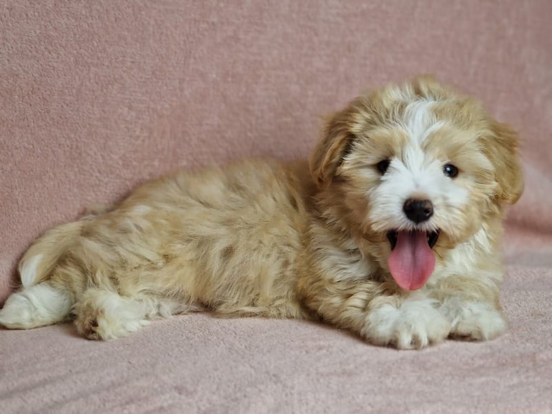 Maltipoo Welpen zuckersüß