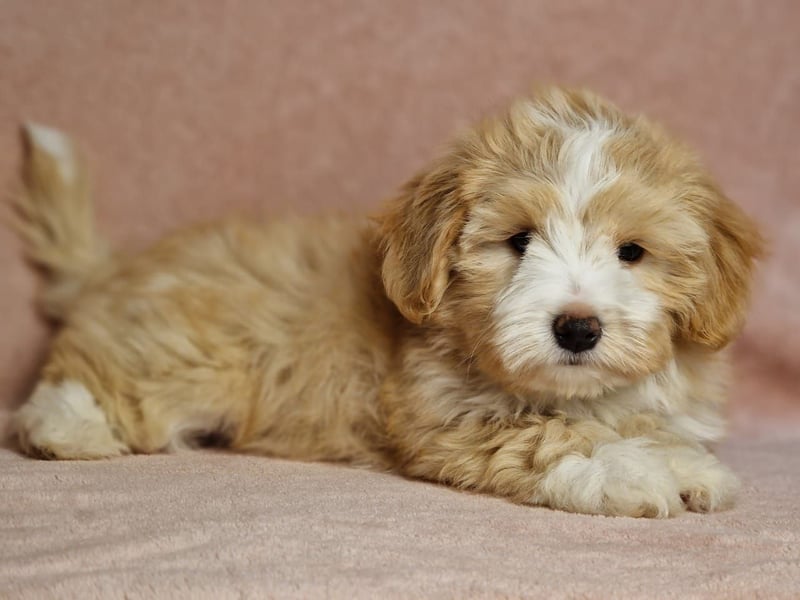 Maltipoo Welpen zuckersüß