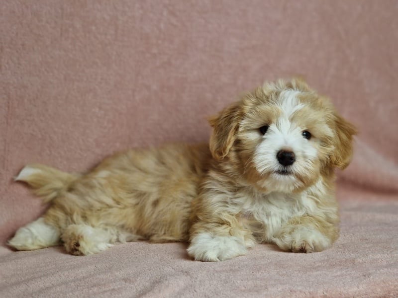 Maltipoo Welpen zuckersüß