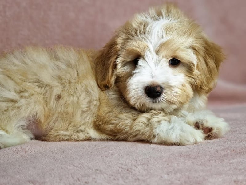 Maltipoo Welpen zuckersüß