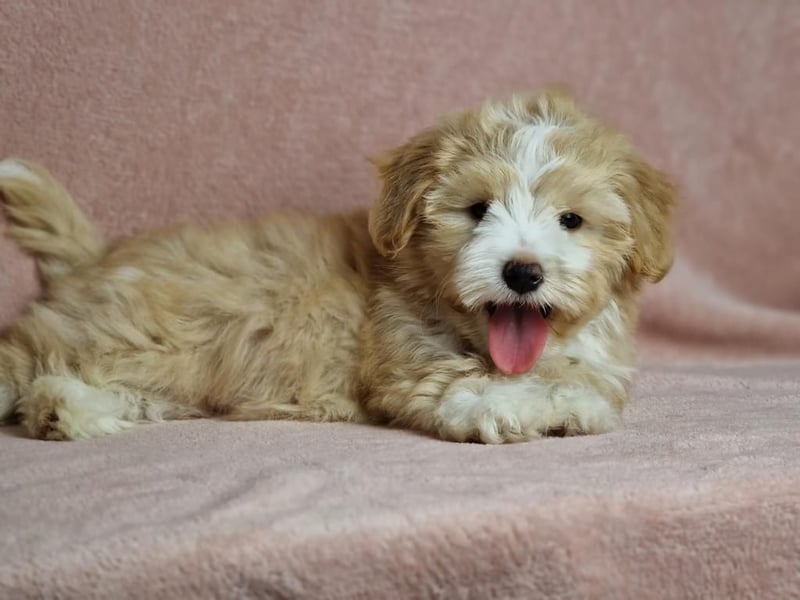 Maltipoo Welpen zuckersüß
