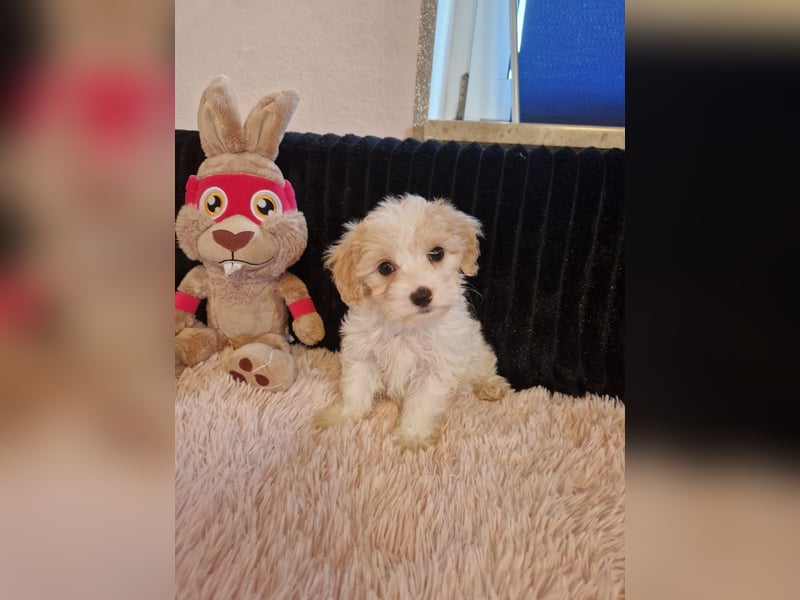 Verkaufe Maltipoo Welpen