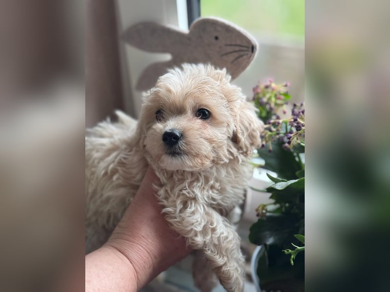 Verkaufe Maltipoo Welpen