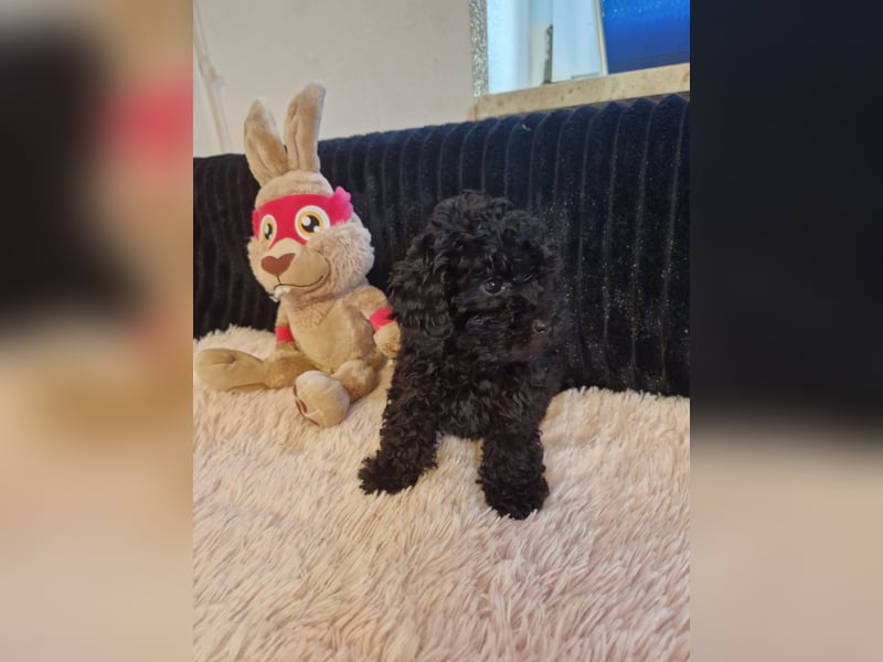 Verkaufe Maltipoo Welpen