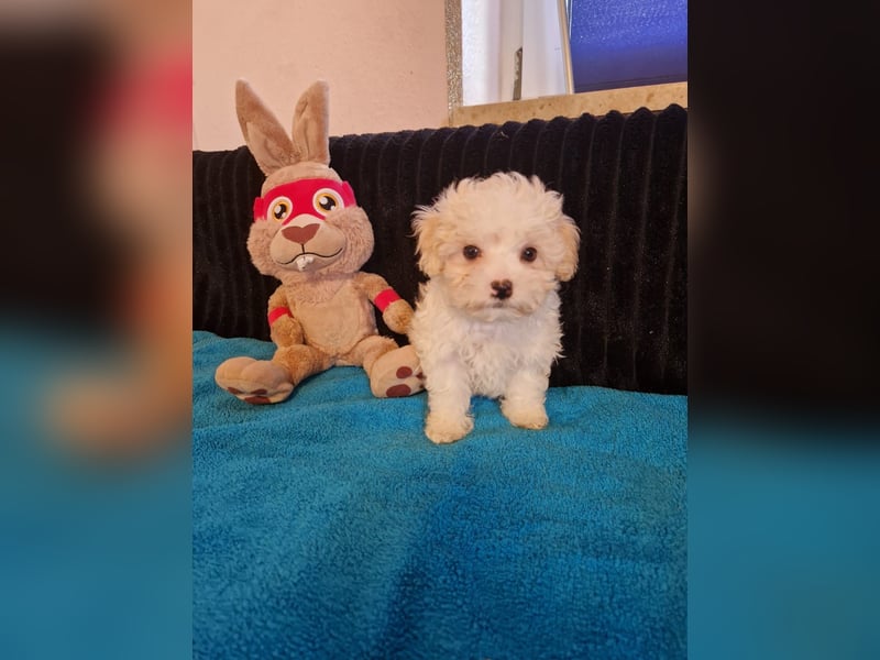 Verkaufe Maltipoo Welpen