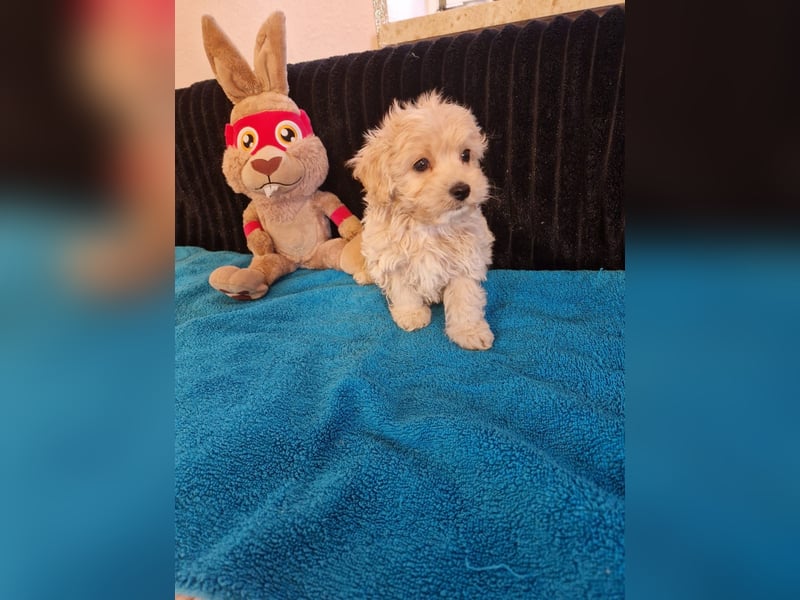Verkaufe Maltipoo Welpen
